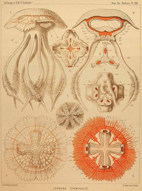 Jellyfish Anatomy, Jellyfish Species, Anatomy Chart, Jellyfish Light, Drawing Anatomy, Jellyfish Print, Jellyfish Design, Coral Sea, Lion Mane