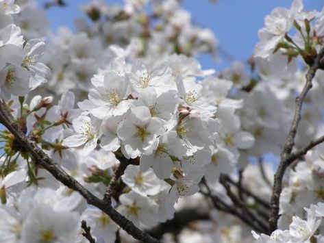 10 Types of Ornamental Cherry Trees | HGTV  Bring on the cherry blossoms! Find the perfect ornamental cherry tree for your outdoor space with inspiration from the National Cherry Blossom Festival in Washington, D.C. Here are 10 varieties you can spot at the event. Magnolia Tree Types, Types Of Cherries, Ornamental Cherry, Tree Buds, Flowering Cherry Tree, Cherry Trees, Cherry Blossom Festival, White Cherries, Magnolia Trees