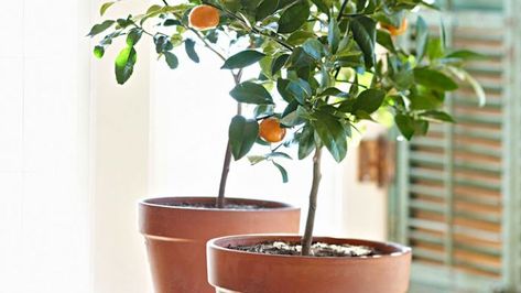 Plants, Bulbs & Seeds at Lowes.com Citrus Tree Indoor, Growing Citrus, Growing Food Indoors, Citrus Tree, Tree Indoor, Survival Gardening, Growing Plants Indoors, Citrus Trees, Hydroponic Gardening