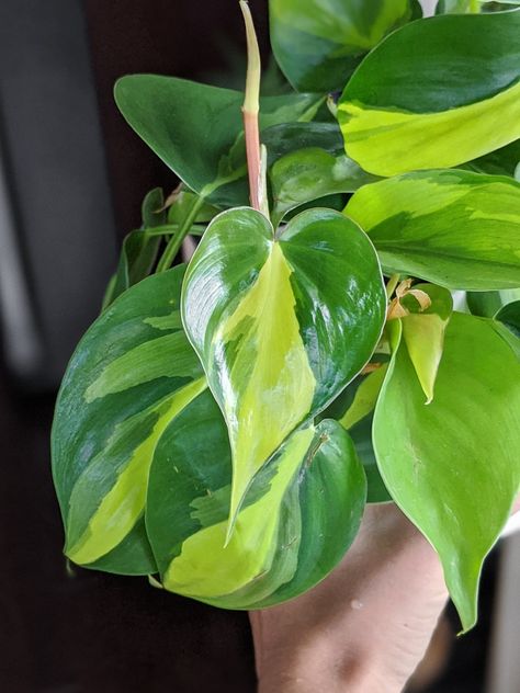 Learn how to care for Philodendron Brasil, a gorgeous variety of philodendron hederaceum, the ��“heart-leaf philodendron.” I’ll cover everything you need to know to keep the gorgeous Brasil cultivar happy and thriving. Propagate Philodendron, Philodendron Care Tips, Structures Art, Philodendron Sodiroi, Philodendron Brasil, Philodendron Care, Plant Watercolor, Heart Leaf Philodendron, Plant Friends