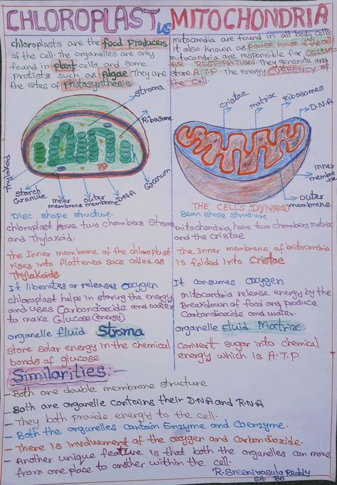 Chloroplast Notes, Mitochondria Notes, Chloroplast Drawing, Mitochondria Drawing, Biochemistry Notes, Biology Diagrams, Medical Life, Nurse Study, Biology Projects