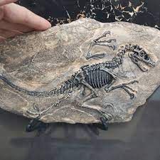 Fossils Replica Wall Decoration Dinosaur Fossil Keichousaurus - Etsy Ireland Early Earth, Random Name, Fox Skull, Hunan China, Folk Decor, Jurassic Period, Dinosaur Fossil, Fossil Bones, Indoor Flower Pots