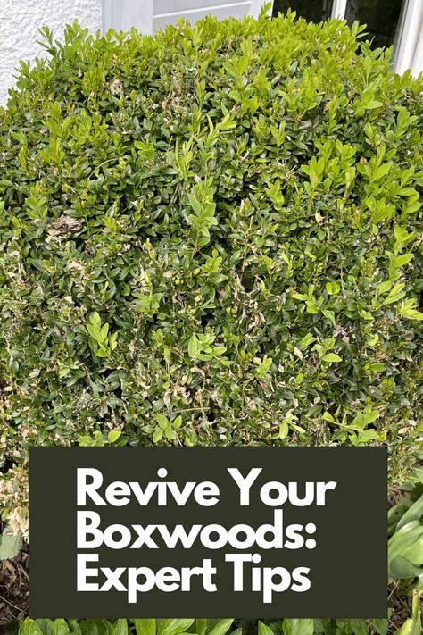 Green Velvet Boxwood Landscaping, Green Velvet Boxwood, Boxwood Shrubs, Boxwood Bush, Japanese Boxwood, Boxwood Landscaping, Green Tower, Box Wood Shrub, Boxwood Plant