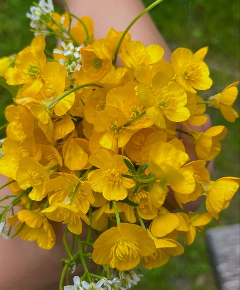 Buttercup Aesthetic Flower, Buttercups Aesthetic, Buttercup Flower Aesthetic, Buttercups Flower, Buttercup Bouquet, Buttercup Aesthetic, Heartless Hunter, Buttercup Flowers, Read Aesthetic