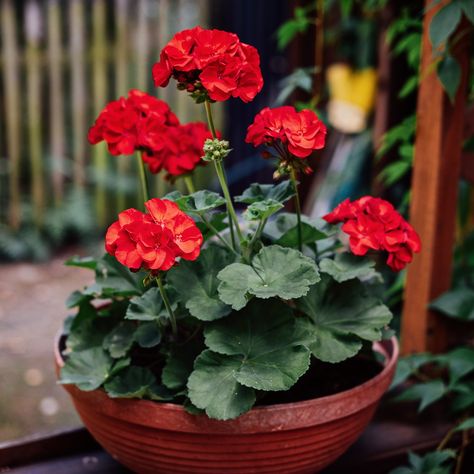 Martha Washington Geranium, Geranium Color, Geranium Care, Citronella Plant, My Sweet Sister, Scented Geranium, Fountain Grass, Geranium Flower, Art Plants