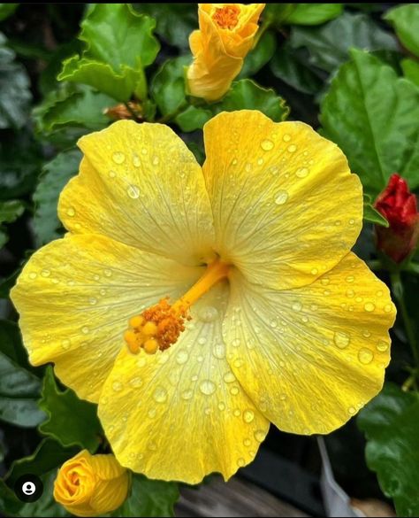 Yellow Hibiscus Flower, Hawaii Tattoos, Yellow Hibiscus, Green Things, Flower Art Drawing, Phone Wallpaper Design, Hibiscus Flower, Hibiscus Flowers, Amazing Flowers