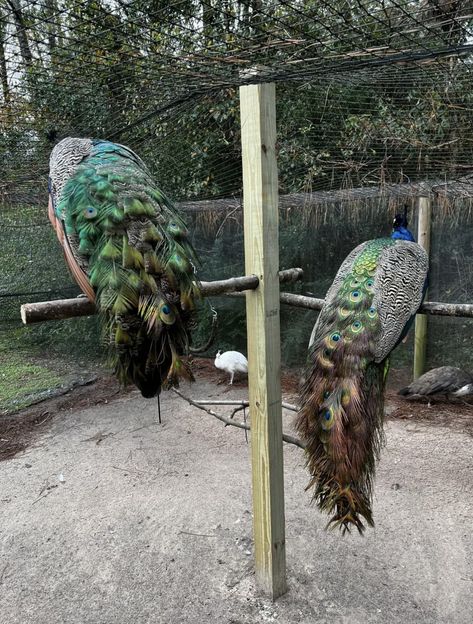 Peafowl Enclosure, Peacock Aviary, Peacock Farm, Aviary Ideas, Small Holding, Land Ideas, Farming Ideas, Zoo Ideas, Farm Lifestyle