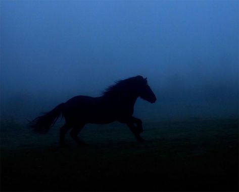 Shire Horse, Cinema Art, Show Horse, Horse Aesthetic, Misty Morning, Pretty Animals, Black Horse, Pretty Horses, Dark Horse