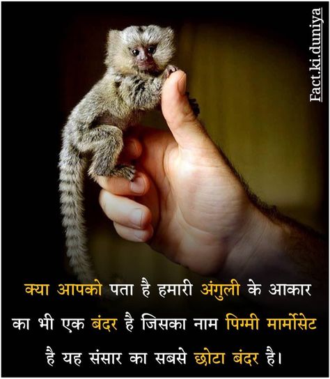 Fact🤔🤔😳😳😱😱 Fact Hindi, Youtube Facts, Facts In Hindi, Interesting Facts In Hindi, Fun Facts About Animals, Interesting Science Facts, True Interesting Facts, Amazing Facts For Students, Amazing Science Facts