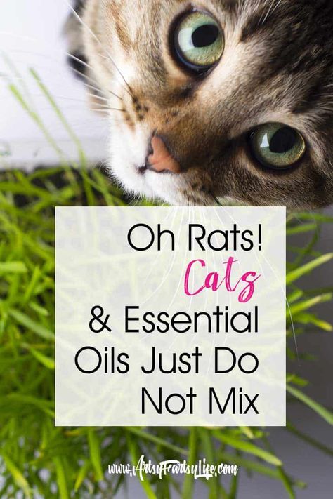 Essential Oils Cats, Health Mantra, Cat Safe Plants, Are Essential Oils Safe, Living With Cats, Cat Essentials, Cat Care Tips, Bath And Body Care, Best Essential Oils