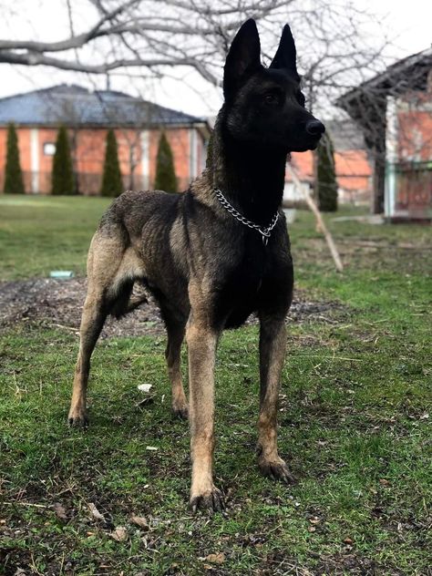 After 700 days at the shelter, an elderly dog finally got a new home and a new name! Malinois Dog Colors, Silver Belgian Malinois, Belgian Malinois Jet Black, German Shepherd Belgian Malinois, Belgian Malinois Mahogany, Belgian Malinois Scary, Blue Belgian Malinois, Mallinos Dog, Black Malinois Dog