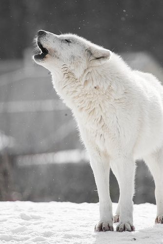 Arctic Wolf Lup Singuratic, Baby Wolves, Real Animals, Arctic Wolf, Champion Shoes, Wolf Wallpaper, Wolf Love, Wild Wolf, Wolf Pictures