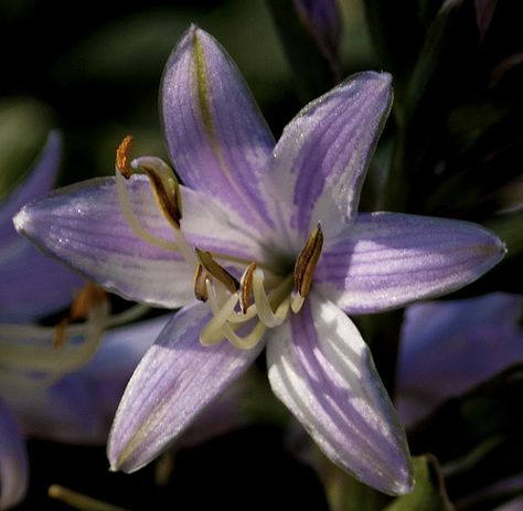 Purple Striped Day Lily Lily Flower Purple, Purple Lily Flower, Purple Lilies, Ashville North Carolina, Lily Purple, Day Lily, Purple Lily, 12 Dancing Princesses, Day Lilies