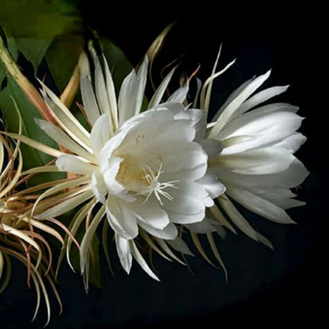 Peniocereus greggii is a cactus species native to Arizona, New Mexico, Texas (USA); and Chihuahua, Coahuila, Durango, Sonora, and Zacatecas (Mexico). Common names include Arizona Queen of the Night, Nightblooming Cereus, and Reina de la Noche. Mirabilis Jalapa, Repotting Plants, Night Blooming Flowers, Queen Of The Night, Four O Clock, Soil Ph, Fast Growing Plants, Clay Soil, Liquid Fertilizer