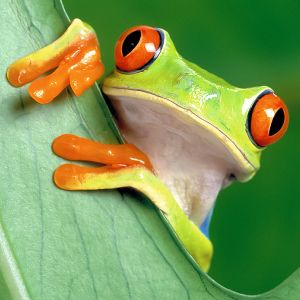 Red-Eyed Tree Frog Fact Sheet | racinezoo.org Endangered Species Activities, Red Eyed Frog, Animal Facts For Kids, Frog Facts, Macbook Pro 16 Inch, Frog Eye, Red Eyed Tree Frog, Frog Wallpaper, Endangered Wildlife