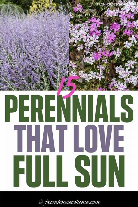 Full Sun Perennials Low Maintenance, Camper Projects, Perennials Low Maintenance, Full Sun Garden, Fall Patio, Grow Garden, Shasta Daisies, Porch Flowers, Full Sun Perennials