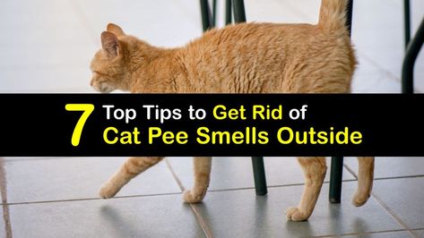 11 Natural Ways to Keep Stray Cats Away Remove Cat Pee Smell, How To Remove Cat Pee Smell, House Smells Like Cat Pee, Cat Smell Out Of House How To Remove, How To Get Cat Pee Out Of Carpet, How To Get Rid Of Cat Pee Smell In House, Cat Smell Out Of House, Cat Urine Smell Remover, Cat Smell