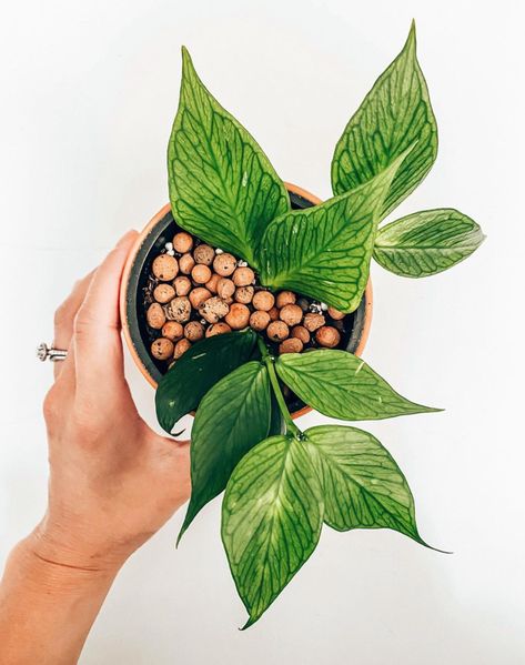 Hoya Polyneura Care Tips You Wish You Knew Earlier Hoya Polyneura, Plant Goals, Plant Pests, Big Plants, Plant Decor Indoor, Pretty Plants, Foliage Plants, Plant Mom, Plant Collection