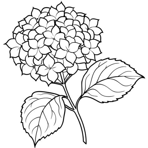 Hydrangea Outline, Hydrangea Drawing, Plant Outline, Book Page Design, Hydrangeas Art, Black And White Line Art, White Line Art, Line Art Drawing, Outline Illustration