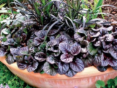 Black Mondo Grass In Pots, Ajuga Reptans, Ophiopogon Japonicus, Black Mondo Grass, Planting Combinations, Container Ideas, Black Garden, Sports Club, Ground Cover Plants