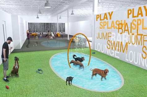 Toronto's First Upscale Dog Resort Opens To Wagging Reviews - PetGuide Dog Park Design, Dog Daycare Design, Dog Boarding Ideas, Dog Daycare Business, Indoor Dog Park, Luxury Dog Kennels, Dog Boarding Facility, Dog Swimming Pools, Dog Kennel Designs