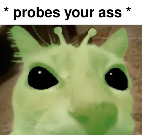 Gnarpy Pfp, Gnarp Gnarp, Alien Cat, Aliens Guy, Funny Looking Cats, Frog Memes Funny, Frog Meme, Funny Frog Memes Hilarious, Comfort Frog Memes