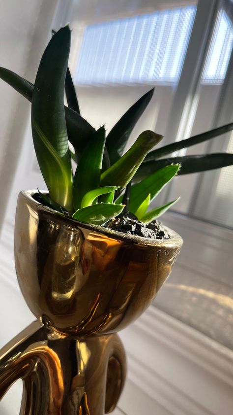 Cute plant inside head pot #sun #plants #aesthetic #tumblrs #planting #green #goldenhour Plants Aesthetic, Sun Plants, Moscow Mule Mugs, Golden Hour, Planting, Sun, Tumblr, Tableware, Plants