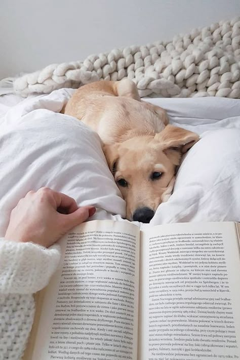 Pet Instagram, Laying In Bed, An Open Book, Dog Photoshoot, Reading A Book, American Beauty, Open Book, Dog Photography, Shiba Inu