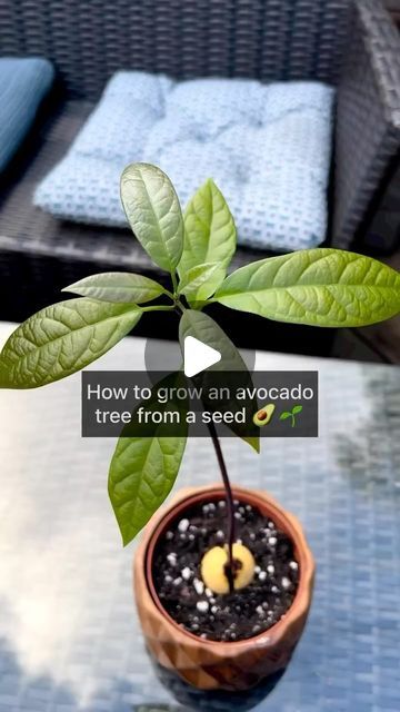 Mud & Bloom on Instagram: "Grow an avocado tree from a seed 🥑 🌱  Growing an avocado tree from a seed is a really fun project. The seed is so different to the seeds of a lot of the plants we usually grow and because they are so big, you get a really good view of what happens when the seed germinates. You can, of course, plant your avocado seeds straight into soil and they will grow well, but by germinating them in water, you will be better able to see the fascinating process of the seed splitting, roots developing and the stem emerging from the seed. And they make really lovely houseplants!  We’ve written a blog post with full instructions which you can link to here: www.mudandbloom.com/blog/grow-an-avocado-plant  Written and filmed by @denisekhope   #mudandbloom #growingavocados #growing Indoor Avocado Tree, Avocado Plant From Seed, Avocado Seed Growing, Avocado Plant, Grow Avocado, Good View, Avocado Seed, Avocado Tree, Propagating Plants