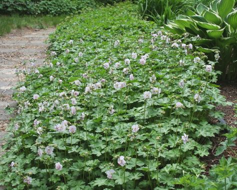 biokovo geranium - Google Search Biokovo Geranium, Geranium Biokovo, Maine Garden, Hardy Geranium, Front Fence, My Garden, In Bloom, Geraniums, Curb Appeal