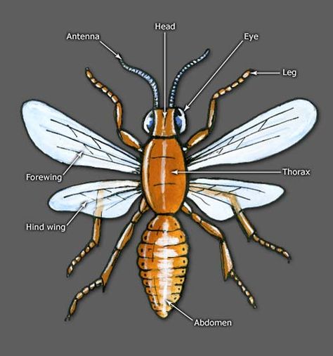 Parts of an insect Parts Of An Insect, Butterfly Body Parts, Insect Body Parts, Insect Images, Drawing Reference Photos, Butterfly Art Drawing, Classroom Science, Body Diagram, Classical Education