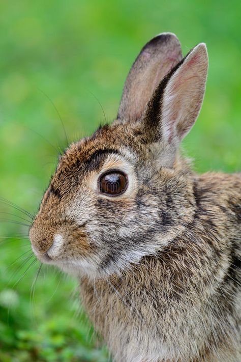 Swamp Rabbit, Swamp Hare,(Sylvilagus aquaticus),. Swamp rabbit (Sylvilagus aquat #Sponsored , #ad, #Affiliate, #Rabbit, #rabbit, #aquat, #Hare Swamp Rabbit, Clear Eyes, Photo Image, Sketch Book, Stock Photos, Graphic Design, Animals