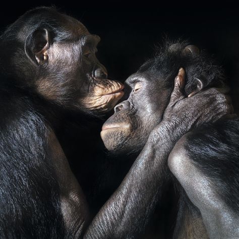 Chimpanzees kissing Regnul Animal, Great Ape, Primates, Sweet Animals, Animal Planet, Animal Photo, Animals Friends, Wildlife Photography, Monkeys