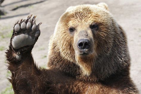 Brown bear (female) and its children play with a ball in Kamchatka Peninsula, Russia Funny Animal Clips, Outlander Funny, Bear Standing, Hello Bear, Bear Images, Bear Paws, Bear Wallpaper, Grizzly Bear, 귀여운 동물