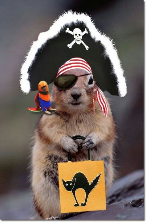 Pirate squirrel Halloween Costumes Pictures, Squirrel Pictures, Squirrel Funny, Cute Squirrel, Theme Halloween, Little Critter, Pet Costumes, Funny Animal Pictures, Chipmunks