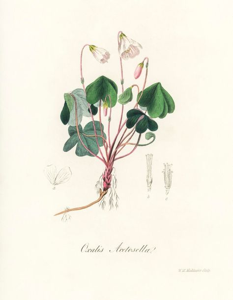 Oxalis Acetosella, Wood Sorrel, Free Illustration Images, Leaf Illustration, Watercolor Poppies, Antique Illustration, Plant Drawing, Botanical Watercolor, Scientific Illustration