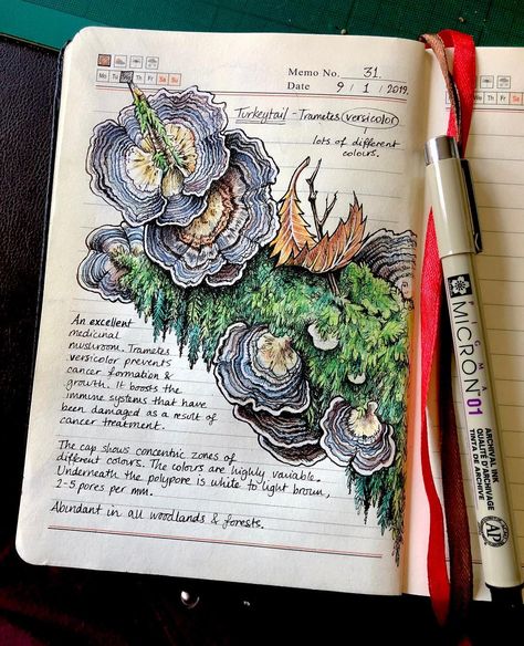 Botanical Sketchbook, Field Journal, Artist Journal, Art Diary, Sketchbook Pages, Scientific Illustration, Arte Sketchbook, The Lighthouse, Mushroom Art