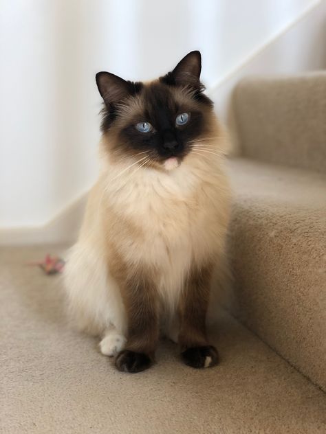 Sumo, Seal point Ragdoll Seal Point Ragdoll Cat, Siamese Aesthetic, Seal Point Ragdoll, Himalayan Persian Cats, Himalayan Persian, Cute Fluffy Kittens, Siamese Kitty, Calming Cat, Birman Cat