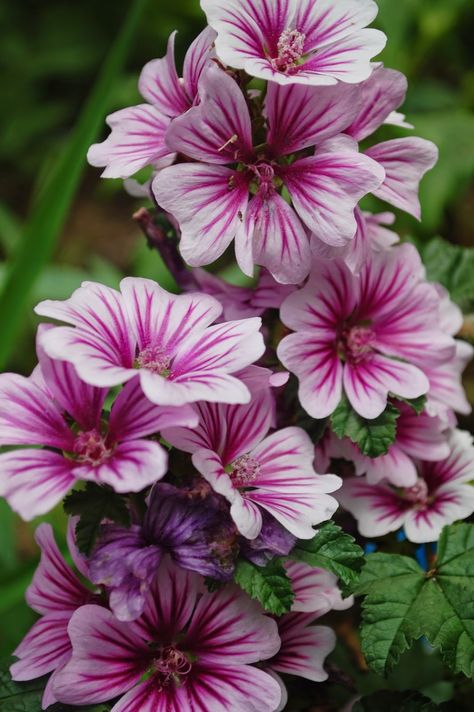 Malva Zebrina, Malva Flower, Marshmallow Plant, Purple Perennials, Malva Sylvestris, Hollyhocks Flowers, Mallow Flower, Flower Spike, Tall Plants