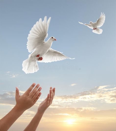 Images Of Peace, Dove Release, Dove Images, Dove Pictures, Dove Bird, White Dove, Cloud Wallpaper, Peace Dove, Tableau Art