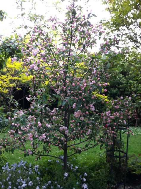 Malus ioensis 'Plena' Crab Apple | Details of the Plant | TGA Australia Crab Apple Tree, Flowering Crabapple, Bush Garden, Urban Tree, Crabapple Tree, Garden On A Hill, Tree Pruning, Apple Trees, Plant Ideas