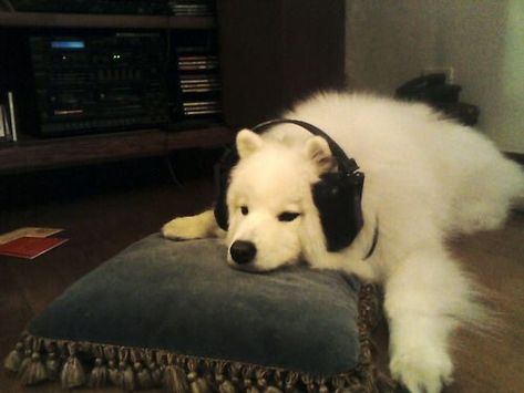 Headphones, Music, White, Black