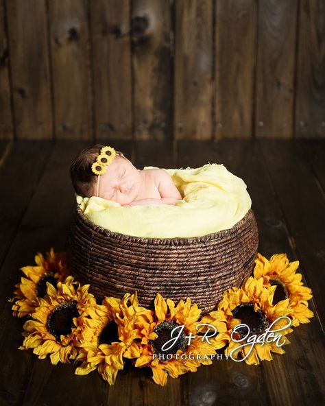 Newborn in basket with sunflowers - Bangor Maine Newborn Photography 6 Month Baby Picture Ideas, Bangor Maine, Sunflower Photography, Foto Newborn, Sunflower Baby Showers, Newborn Baby Photoshoot, Newborn Baby Photos, Foto Baby, Newborn Shoot