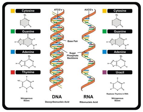 What is DNA? Deoxyribonucleic acid or DNA is a molecule that contains the instructions an organism needs to develop, live and reproduce. Dna E Rna, Nitrogenous Base, Dna And Rna, Dna Facts, Genetic Counseling, Transcription And Translation, Natural Philosophy, Dna Molecule, Nucleic Acid