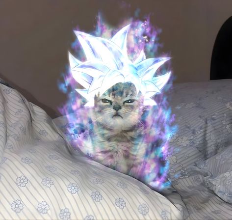 Goku Ultra Instinct Wallpaper, Mastered Ultra Instinct, 1366x768 Wallpaper Hd, Genos Wallpaper, Whatsapp Wallpapers Hd, Anime Kitten, Funny Looking Cats, Goku Ultra Instinct, Anime Cats