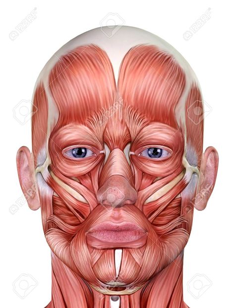 Face Muscles Anatomy, Facial Muscles Anatomy, Muscles Anatomy, Face Muscles, Human Muscle Anatomy, Close Up Art, Anatomy Images, Muscles Of The Face, Facial Anatomy