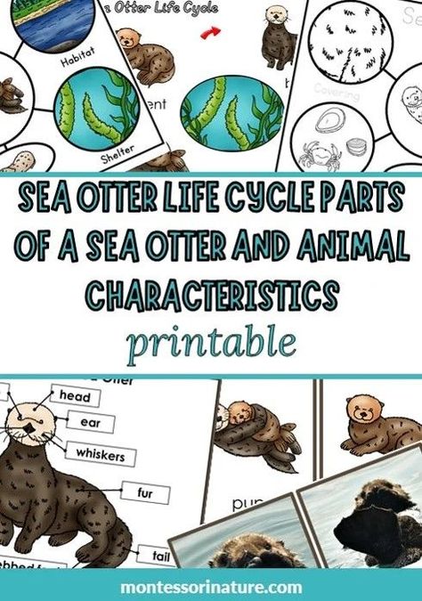 Sea Otter Life Cycle Parts Of A Sea Otter And Animal Characteristics Printable Sleeping Otters, Animal Characteristics, Animal Atlas, Nature Printables, Bee Life Cycle, Science Printables, Otter Art, Montessori Printables, 1st Grade Science