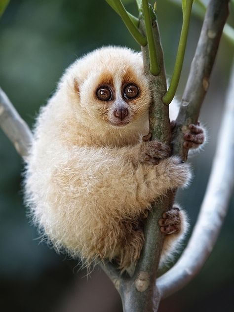 Smiling slow loris :) Slow Loris, Most Beautiful Animals, Unusual Animals, Rare Animals, Pretty Animals, Arte Animal, Primates, Weird Animals, Photography Techniques