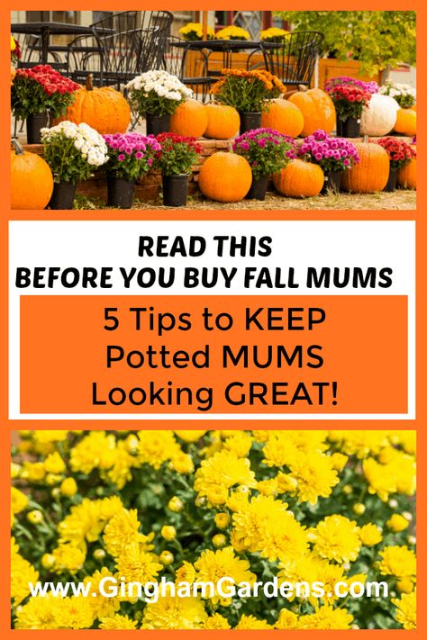 Hanging Mums On Porch, Fall Annuals For Pots, Hanging Mums, Fall Mums Porch, Overwintering Plants, Fall Annuals, Mum Care, Garden Annuals, Garden Mums