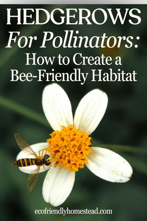 Text overlay says "Hedgerows for pollinators: how to create a bee-friendly habitat" and shows a white flower with a nectar-rich center that a bee is feeding on. Hedgerow Flowers, Honey Bee Garden, Bee Farming, Wild Bees, Living Fence, Bee Farm, Overwintering, Bees And Butterflies, Bee Garden